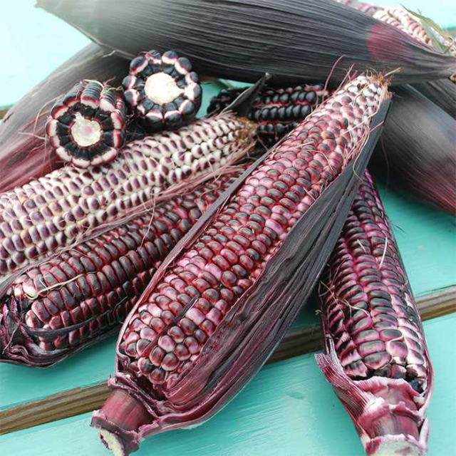 corn sweet double seeds organic dent seed hopi purple sow kernels open pollinated true root packet colored yellow
