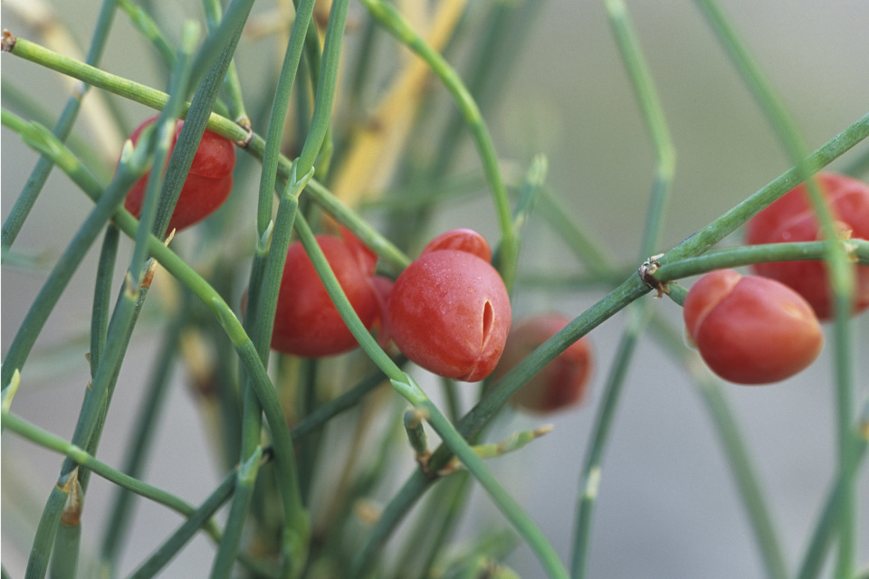 20 Sweetgrass Seeds, Hierochloe odorata, 'Bison grass' -PM