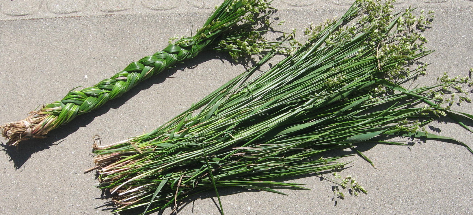 Sweet Grass - Heirochloe odorata